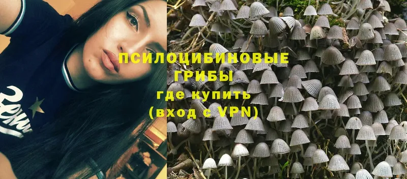 где купить   Орехово-Зуево  Галлюциногенные грибы Psilocybe 